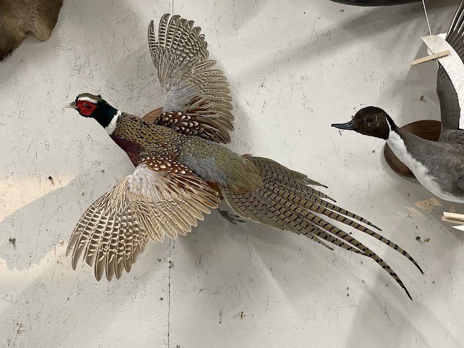 Allison's Taxidermy Studio — Taxidermist