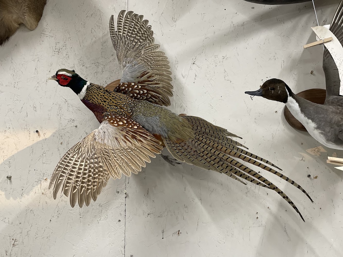 Allison's Taxidermy Studio